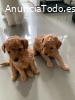Cachorros Toy Poodle disponibles