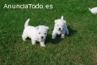Cachorros West Highland White Terrier