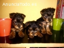 Cachorros yorkshire mini