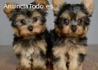 Cachorros Yorkshire Terrier para su adop