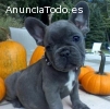 Camada de bulldog frances en adopcion