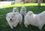 CAMADA DE CACHORROS SAMOYEDO DE COLOR BL