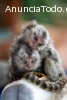 Capuchino adorable y tití pigmeo