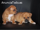 Dar cachorros de Staffordshire Bull Terr