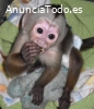Dos crías de mono capuchino