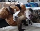 Dos crías de mono capuchino