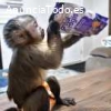 Dos crías de mono capuchino