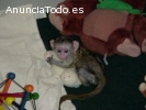 Dos monos capuchinos bebé inteligentes