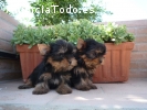 Encantadores cachorros Yorkie disponibl