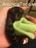 Encantadores monos tití en venta