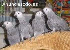 Entrenados par Hablar Congo loros grises