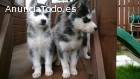 EXCELENTES Y ADORABLES CACHORROS HUSKY S