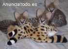 gatitos F1-F2 Savanah disponibles