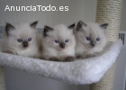 gatitos Ragdoll GCCF registradas hermosa