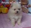 German Spitz orza