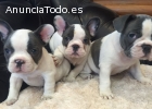 Hermosos cachorros de bulldog francés.