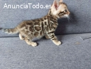 Hermosos gatitos bengalíes