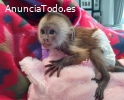 Increíble, adorable y hermosa cría de ca