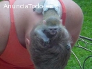 Inteligentes bebé Monos capuchinos