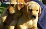 LABRADOR PUPS AHORA DISPONIBLE