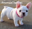 Lindo cachorro Bulldog frances  xx
