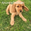 Lindo cachorro cocker para adopción.