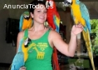 loros macho y hembra azul y oro guacamay