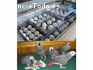 Loros y huevos fértiles