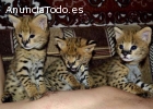 Los gatitos Serval hermosas y F1 Savanna