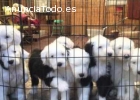 Magnificos cachorritos de bobtail pura r