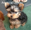 Mini Toy Cachorros yorkshire