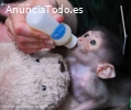 Mono capuchino bebé alimentado con biber