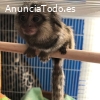 Monos capuchinos adorables en venta