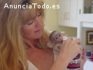Monos capuchinos bebé ahora disponibles