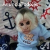 Monos capuchinos disponibles