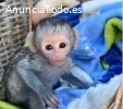 Monos capuchinos inteligentes (macho y h