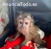 Monos capuchinos machos y hembras dispon