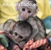 Monos capuchinos sanos en venta