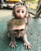 Monos capuchinos sanos y vivaces en ven
