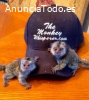 monos de marmoset macho y hembra entrena