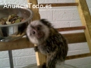 Monos tití bebés en venta