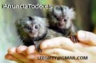 Monos tití de dedo bebé para adopción