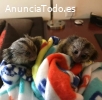 Monos tití hermosos para adopción