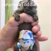 Monos tití macho y hembra en venta.