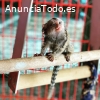 Monos titíes lindos para la venta