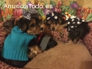 Navidad Cachorros Excelente Yorkie para