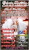 ¡Oferta especial! 45 min de tarot 12€