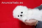 Perritos de Pomeranian para la adopción.