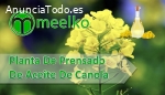 Planta De Prensado De Aceite de Canola