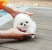 pomerania mini para adopción \\